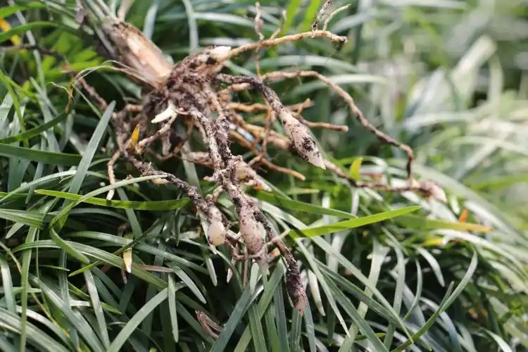 江西上犹五指峰国家森林公园麦冬