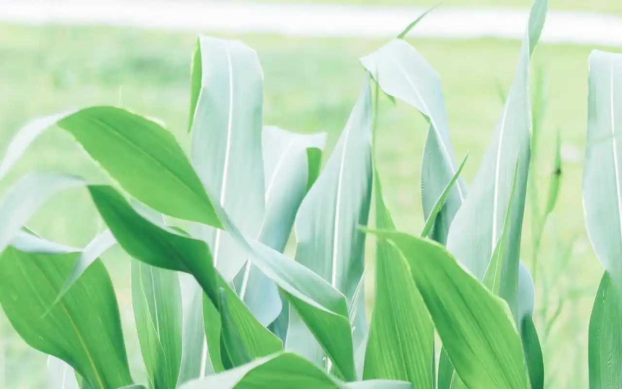 绿色护眼植物高清桌面壁纸图片