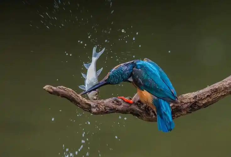 关于翠鸟的资料有哪些(物种百科:普通翠鸟)