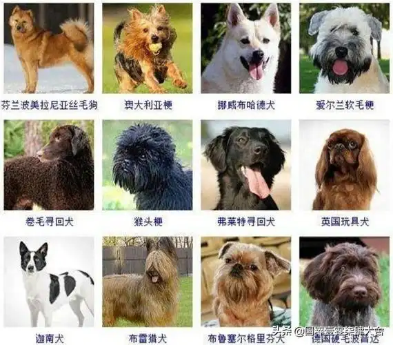 全世界狗的品种那么多,而且长得千奇百怪,那么所有狗的共同特征是什么