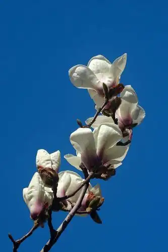 玉兰花盛开——(2)最美当属颐和园