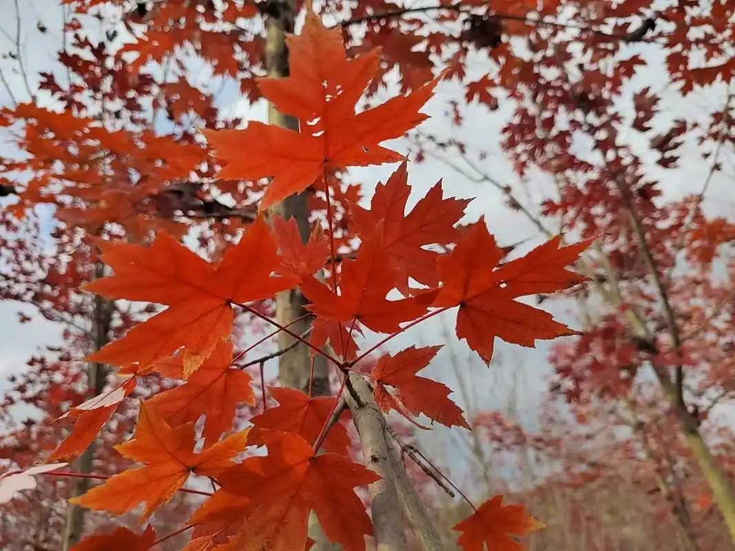 如果深秋有颜色,那一定是枫叶的红,如果深秋有文案,那一定是那句:枫叶