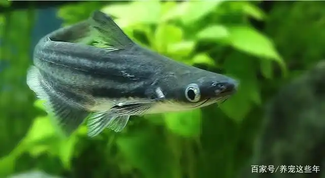 但是它依然有鲨鱼般的凶狠,所以很多人也都想养它们,但是对于怎么养