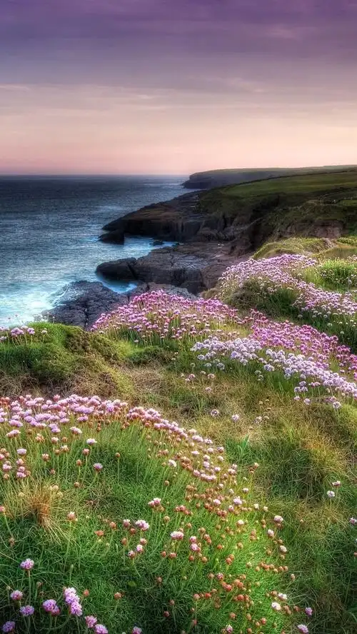 许多粉红色的花,海,草,自然