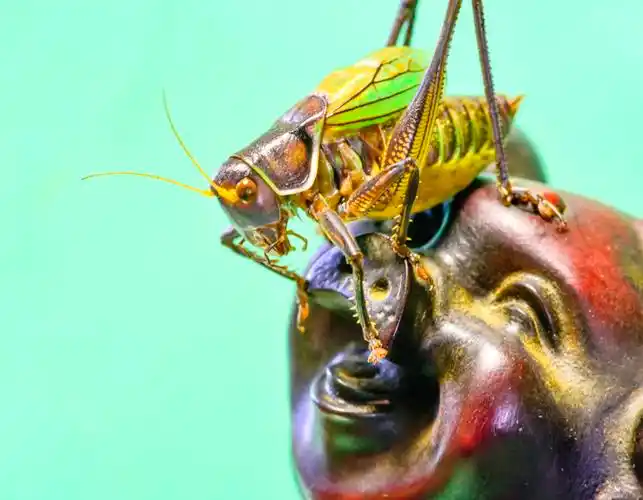 非常时期闭门玩蝈蝈