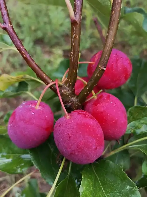 甘肃天水锦绣海棠结果了
