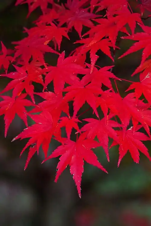 艳红唯美枫叶手机壁纸-风景-壁纸下载-美桌网