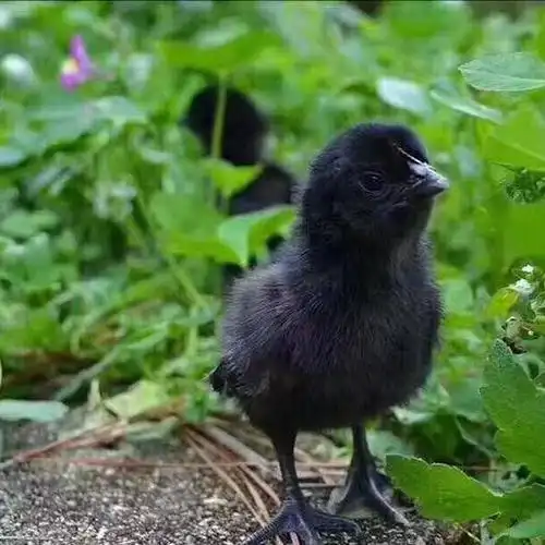 四川省绵阳市涪城区黑鸡苗