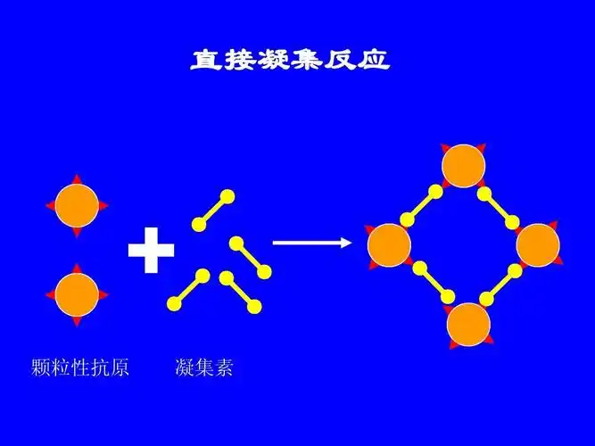 直接凝集反应 颗粒性抗原 凝集素