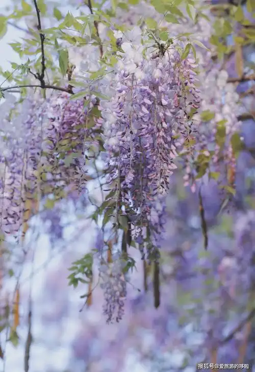 被誉为中国藤王!成都500岁紫藤独木成林,网友直呼:司藤是你吗?