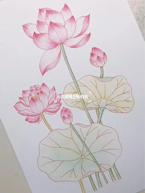 彩铅画荷花绘画教程