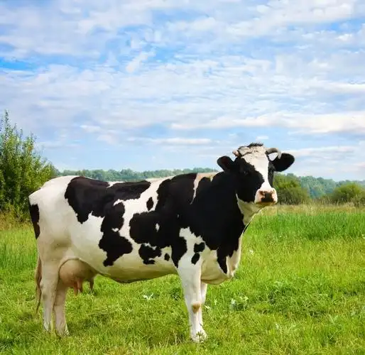 山东提高奶牛产奶量乳蛋白率最好的微生物饲料添加剂