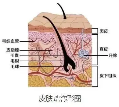 皮肤构造结构图