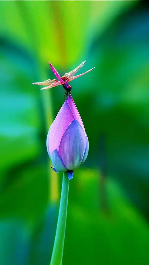 为什么蜻蜓要与荷花亲吻?