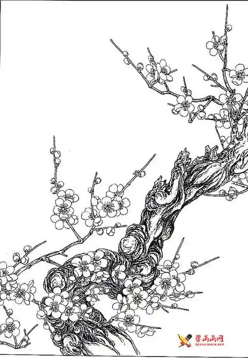 白描梅花图片大全-露西学画画
