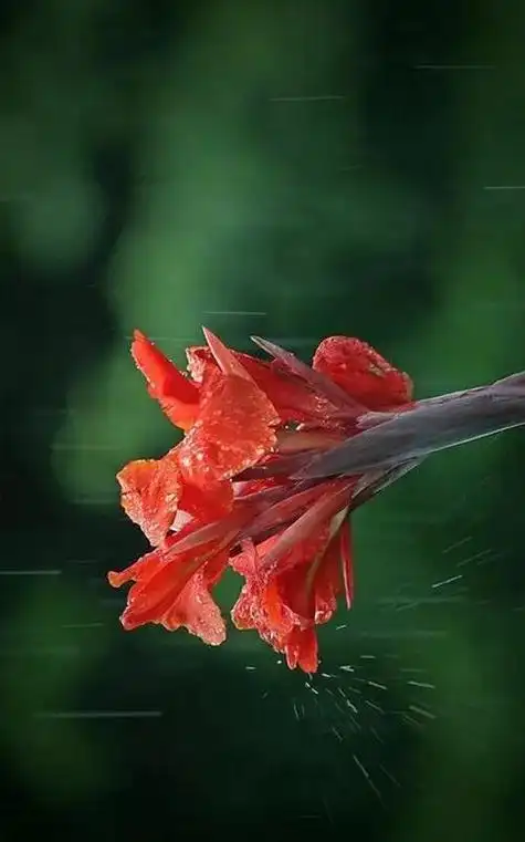 唯美雨天意境壁纸