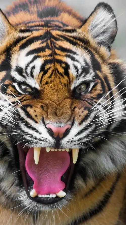 凶猛的虎 iphone 壁纸