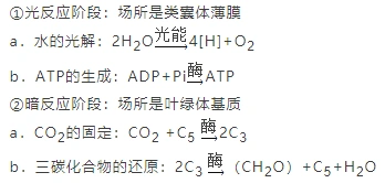 【答案】c 【解析】 (1)光合作用的阶段
