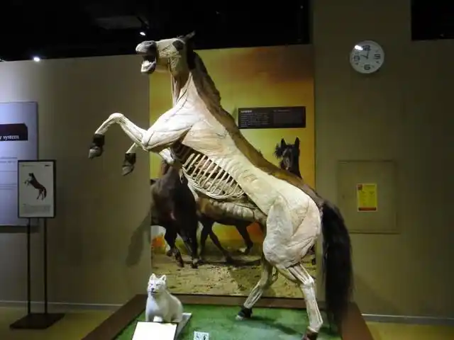 生命奥秘博物馆-动物