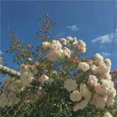 淡雅唯美风景头像高清诗意清新淡雅的头像风景图片