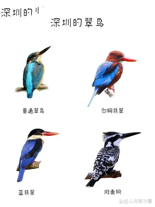 深圳观鸟|四种翠鸟,你见过几种