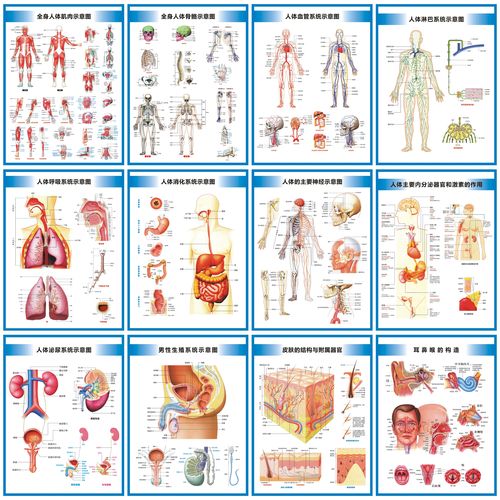 人体八大系统结构图器官解剖图运动循环消化呼吸生殖泌尿神经挂图