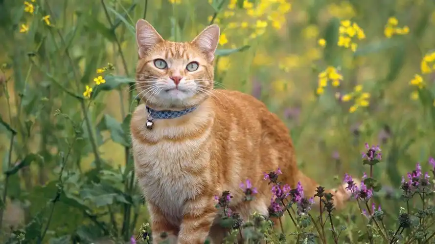 毛茸茸的可爱黄色猫咪图片桌面壁纸