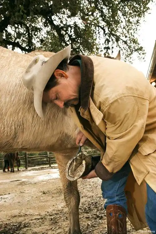 为什么要钉马掌?铁钉打进马掌里,马儿会感觉到疼吗?