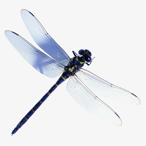 免抠蜻蜓png素材 (24)