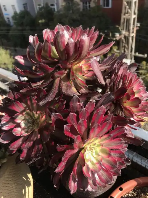 法师多肉当女儿养2招养成白富美红覆轮锦美得不像话