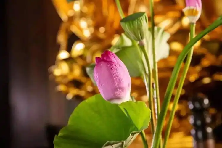 释迦牟尼佛的前身就说:"我给你七两黄金,这七朵莲花卖我吧!