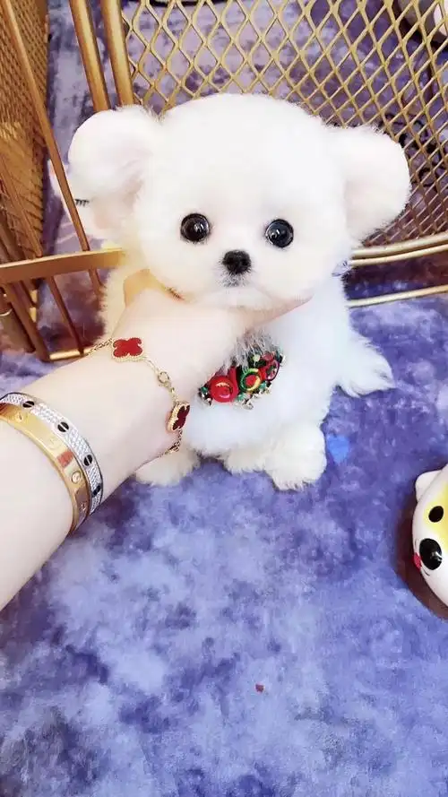 比熊飞耳小体比熊犬迷你法国幼犬标准狗可送货上门狗狗