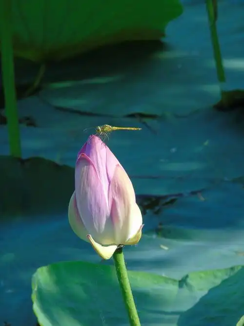 蜻蜓恋上荷花荷花遇上青蛙,池塘里的和谐乐章