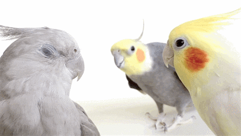 鹦鹉gif吵架gif交流gif点头gif