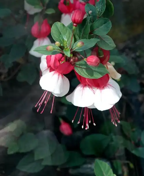 吊钟海棠(灯笼花)
