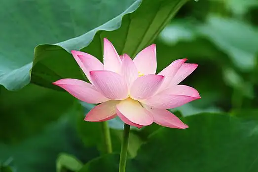 粉色图片_粉色图片大全_粉色图片素材