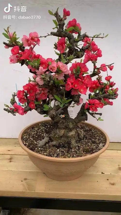 进口东洋锦,双色花进口东洋锦盆景