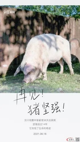 你还记得汶川地震时的"猪坚强"吗?猪坚强因年老衰竭往生了!