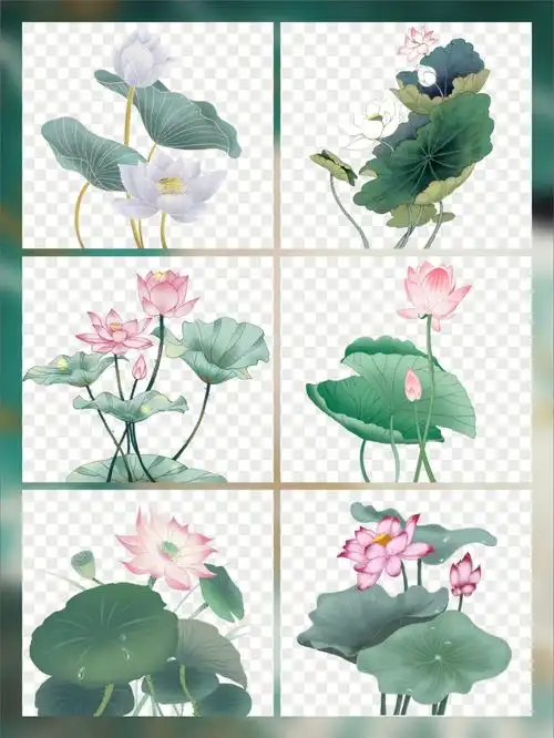 免抠元素 | 传统素材荷花(17)