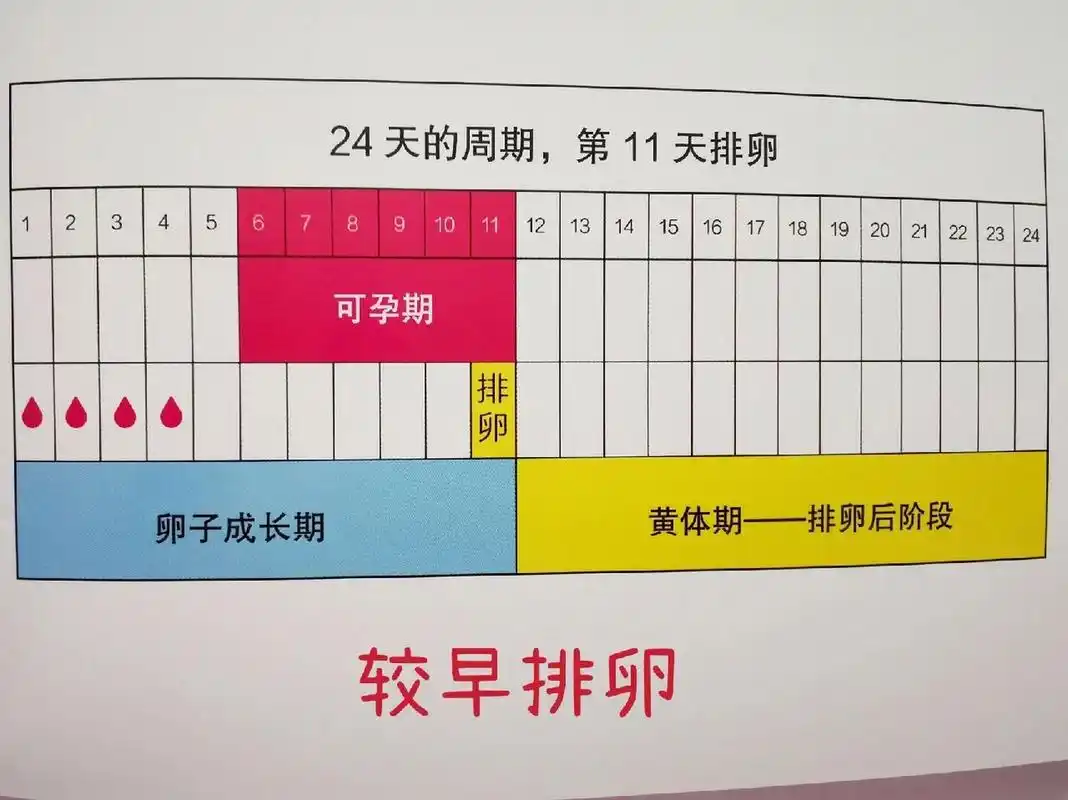 从月经第一天开始算多少天,而是"往后看",排卵通常发生在下次月经前的
