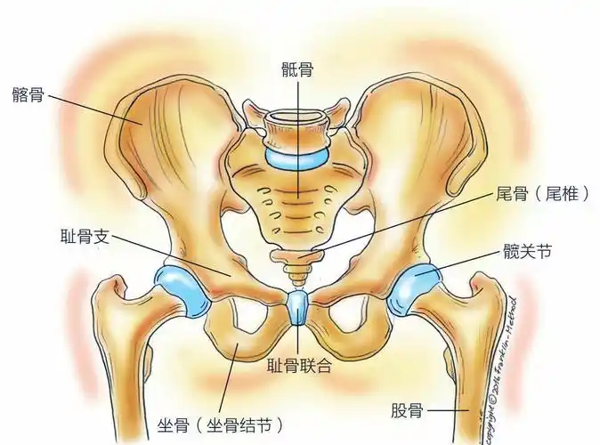 骨盆由两部分组成,每一部分包括3块骨骼:髂骨,耻骨和坐骨(图1).