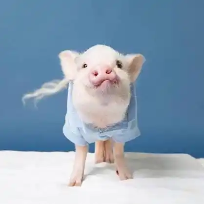 猪猪情头 男生头像