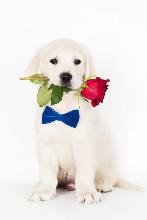 嘴里叼着玫瑰的金毛小狗金毛猎犬