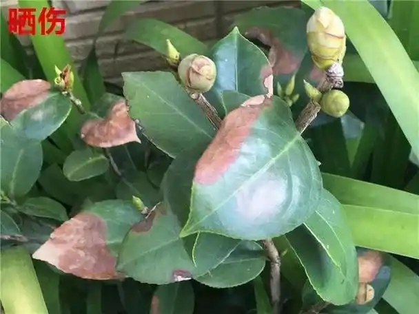 茶花什么品种最漂亮最好养(足足养了上百盆)(33)