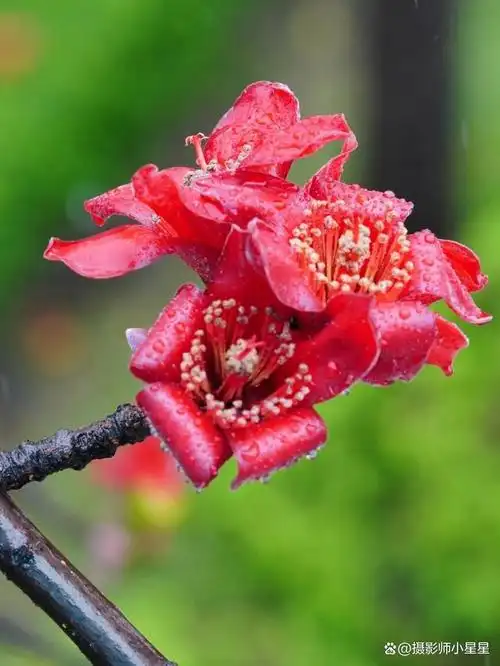 手机如何拍出好看的木棉花看完秒懂收藏