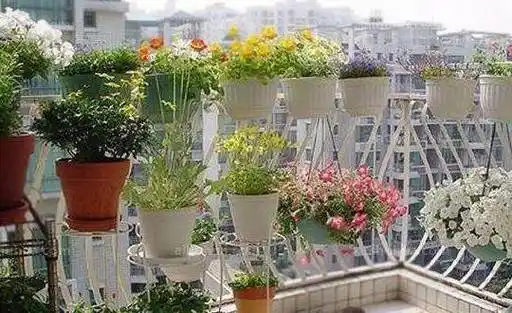 原创4种最适合阳台上种植的盆栽一年就让你有个空中小花园