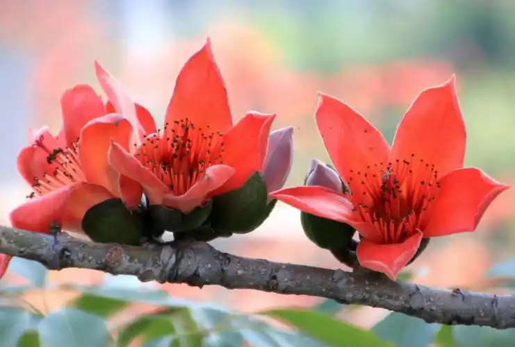 摄影 木棉花开红似火 写美篇 红色代表着吉祥,喜气,热烈,奔放,激情