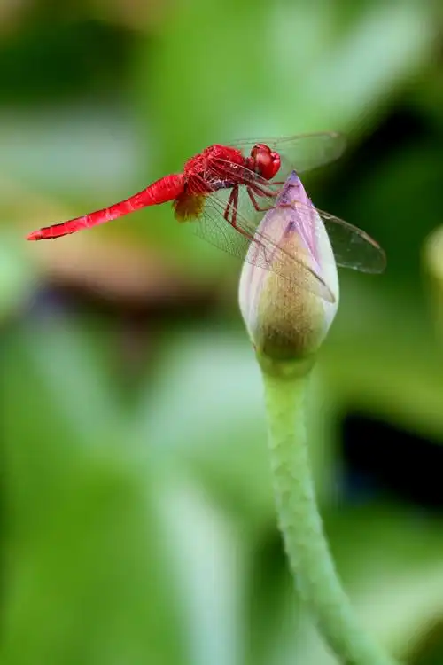 红蜻蜓