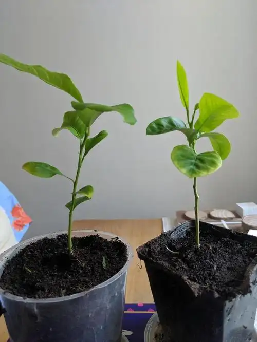 planted lemon trees from seed need some advice please.