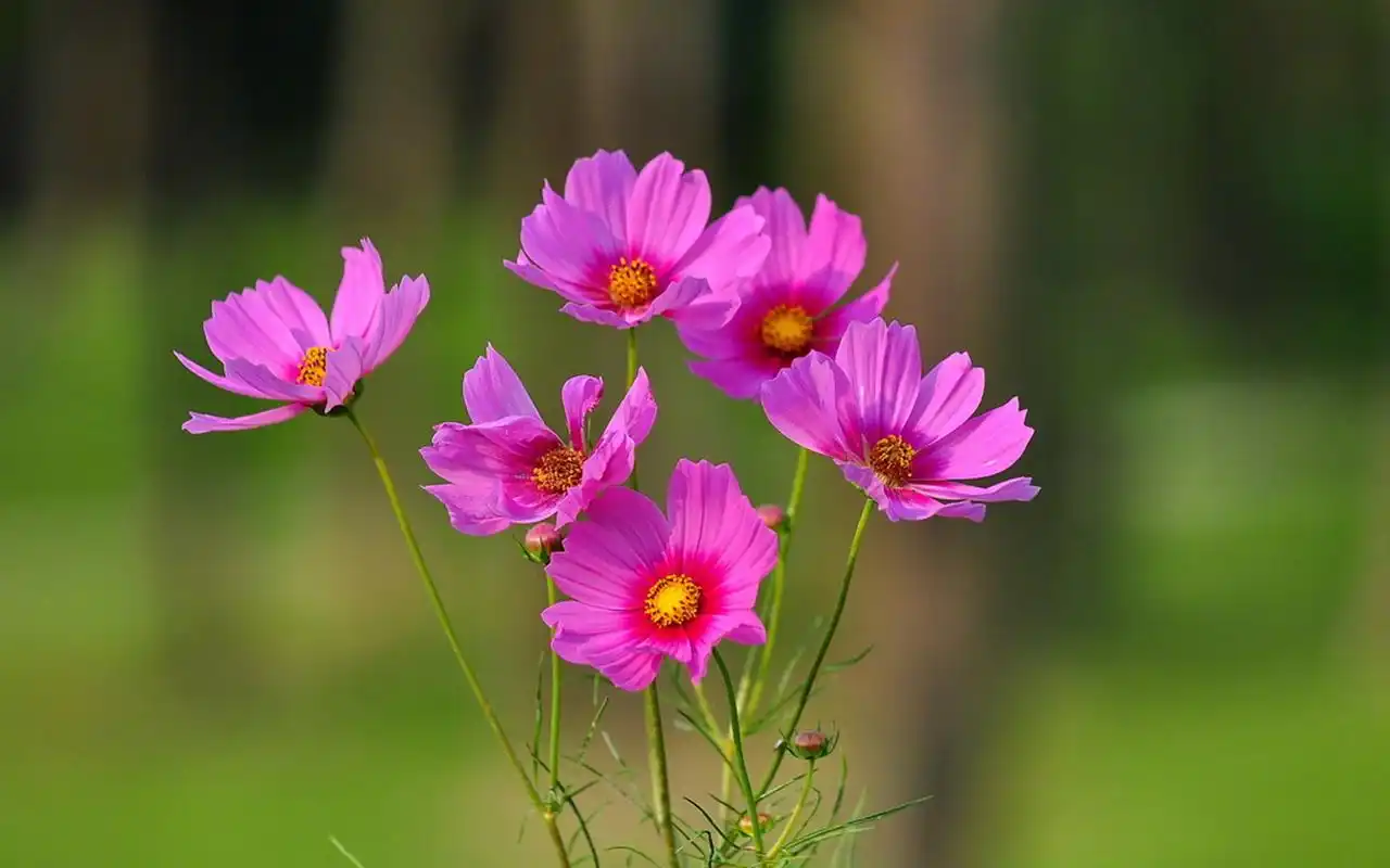 清新护眼红色花卉图片电脑壁纸高清大图预览1920x1200_植物壁纸下载